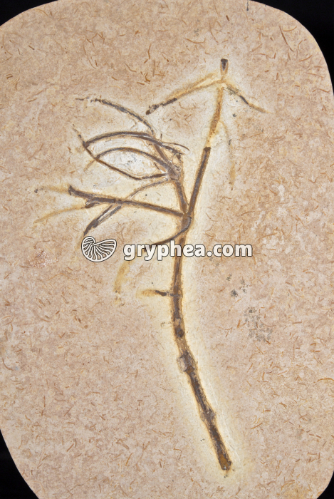 Plante fossile non identifiée (taille approximative 20cm) - gryphea.com